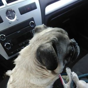 Meet your Posher, George